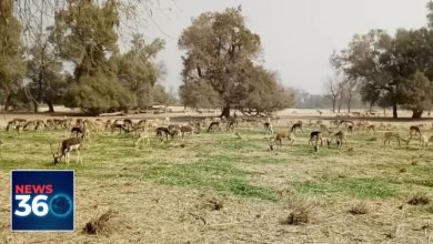 Black Deer Pakistan