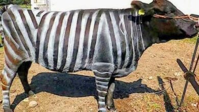 Zebra Strip Research