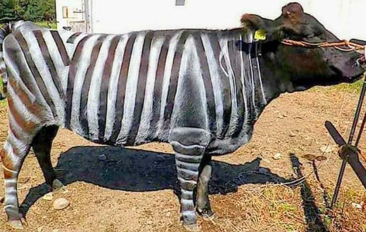 Zebra Strip Research