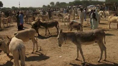 donkeys horses Pakistan