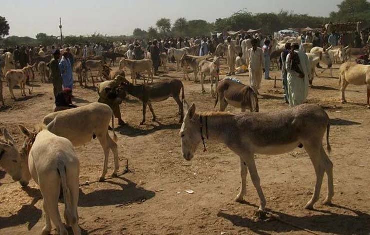 donkeys horses Pakistan