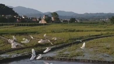 Egrets China