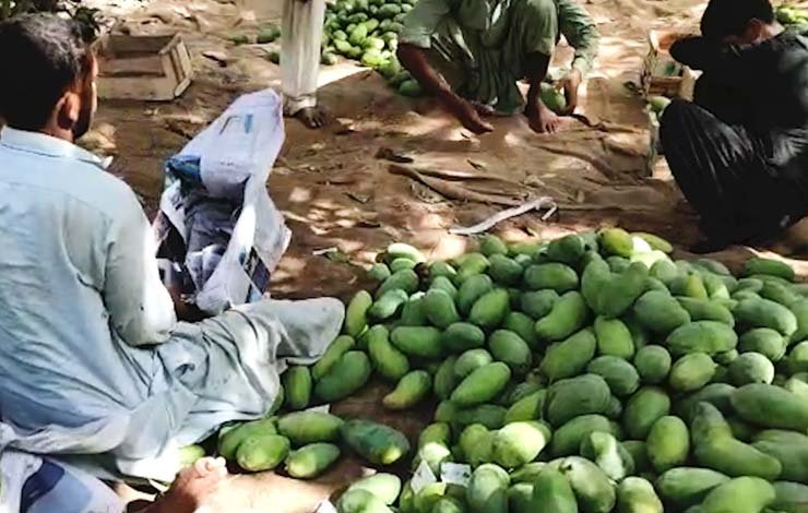 Mangoes From Farms of Mirpur Khas Are Short of Supply - News 360