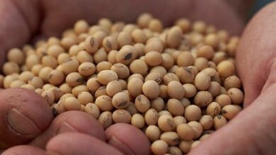 Tax Soybean Seeds Edible Oil Chicken