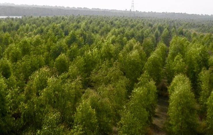 Sindh KP Billion Tree Tsunami