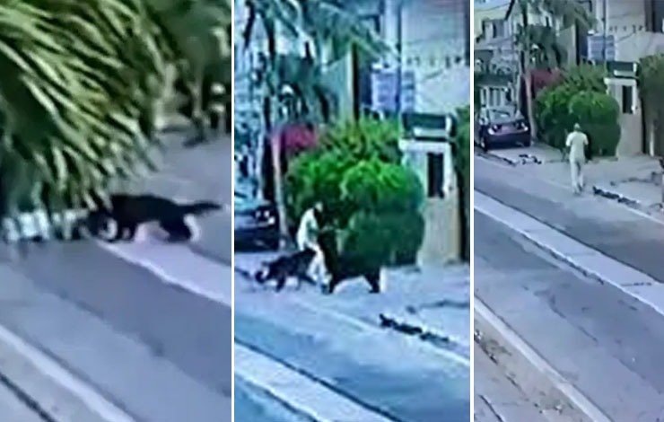 pet dogs defence karachi