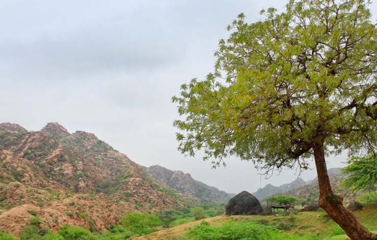 Thar Rain agriculture