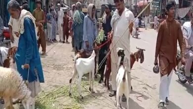 sukkur cattle markets