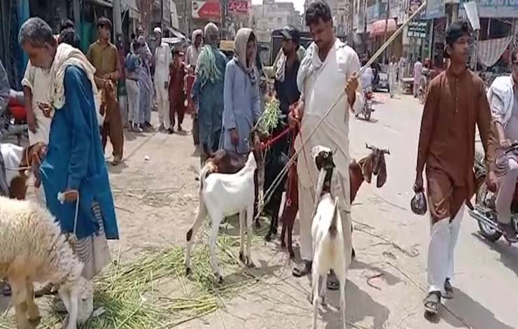 sukkur cattle markets