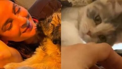 Hira Mani Saba Qamar Pets