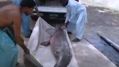 Villagers Indus River Dolphin