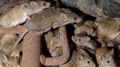 mice infestation parliament