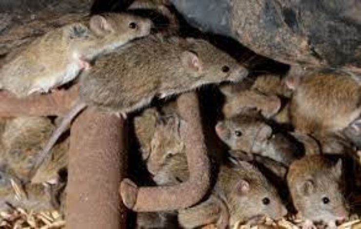 mice infestation parliament