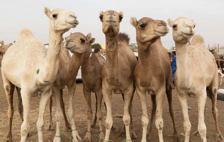 Camel Cloning Dubai