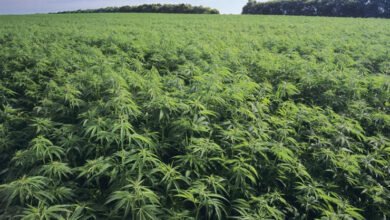 Hemp Cultivation Pakistan