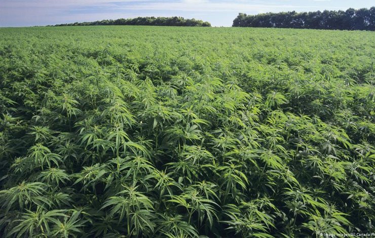 Hemp Cultivation Pakistan