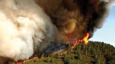 Fire Incidents Billion Tree Project