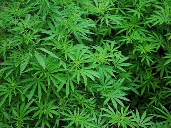 Taliban signs deal Australian firm cannabis centre