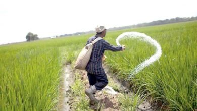 Urea prices in Pakistan very cheap