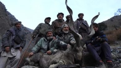 Ibex's second trophy hunting this year in Chitral markhor