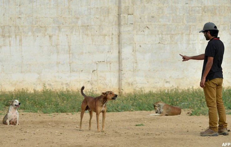 Pet dogs, Indus Valley School, CBC, poisoned