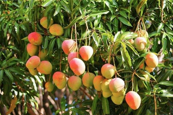 Mango Production in pakistan