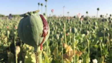 opium poppy, پوست کی کاشت