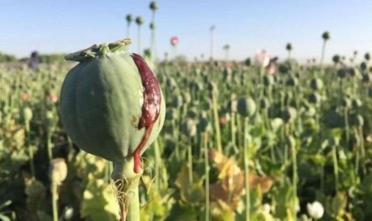 opium poppy, پوست کی کاشت