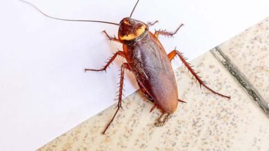 Photo of لال بیگ کی وجہ سے 18 گھر تبدیل کرنے کے بعد طلاق