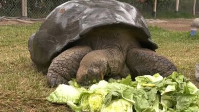 Photo of 100 سالہ نایاب کچھوے کی پیرو کے پارک میں چہل قدمی