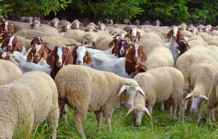 گدھوں کی تعداد اضافہ 