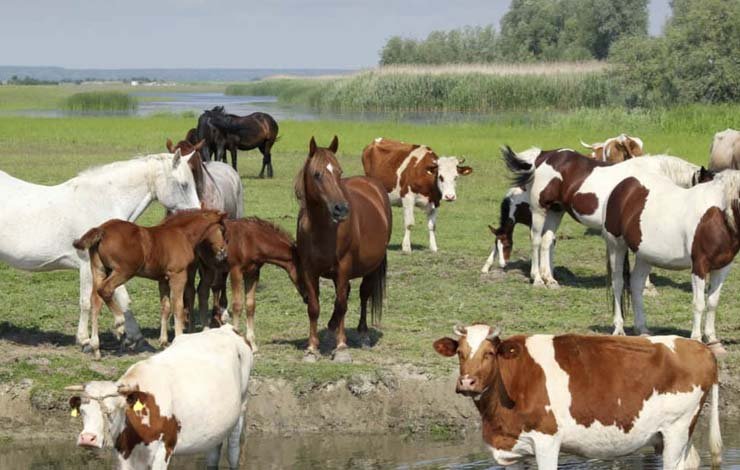 گدھوں کی تعداد اضافہ 