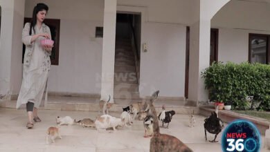 Photo of آواز بے زبان سینٹر آوارہ جانوروں کا  سہارا