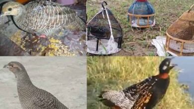 Photo of پولیس کے آشیرباد سے سکھر میں "تیتر بولی” کے غیرقانونی مقابلے