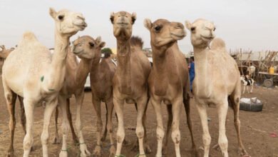 Photo of اونٹوں کا مقابلہ حسن، کلوننگ کی مانگ میں اضافہ