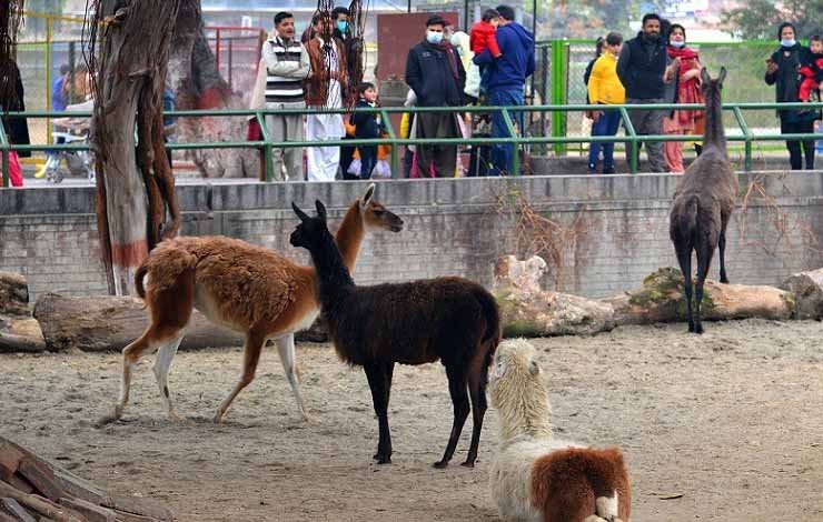 پنجاب کے چڑیا گھروں PUNJAB ZOO