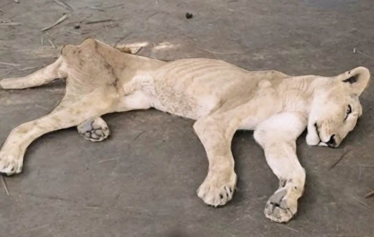 سفید شیر white lion