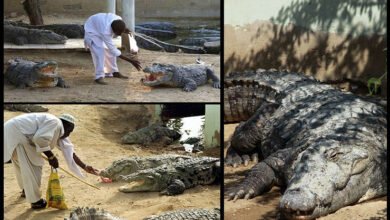 Photo of حلوے اور مٹھائیاں کھانے والے کراچی کے حیرت انگیز  مگرمچھ