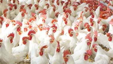 Photo of برائلر مرغی کی قیمت کو پر لگ گئے، ایک ہفتے میں 100 روپے فی کلو اضافہ ریکارڈ