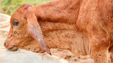 Photo of دودھ پیئیں، گوشت کھائیں، لمپی وائرس سے انسانوں کو کوئی خطرہ نہیں، ماہرین