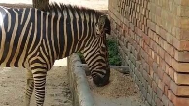 Photo of کراچی چڑیا گھر کا واحد زیبرا مر گیا
