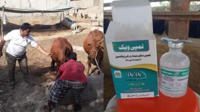Photo of سندھ بھر میں لمپی اسکن ڈیزیز کے خلاف فری ویکسی نیشن مہم  کا آغاز
