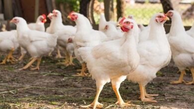 Photo of 50 سال میں مرغی کی جسامت میں 364 فیصد اضافہ، امریکی تحقیق