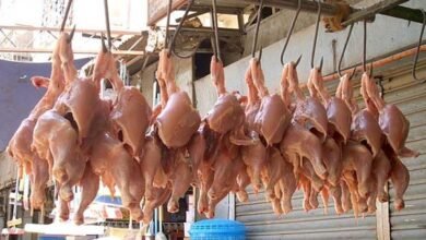 Photo of پشاور میں 3 دن میں مرغی کا گوشت 75 روپے فی کلو مہنگا
