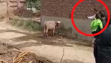 Photo of سیالکوٹ میں بھینس کو گولی مارنے والا جنونی ٹک ٹاکر گرفتار