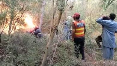 Photo of کمالیہ، جنگل میں آتشزدگی، سینکڑوں درخت راکھ بن گئے