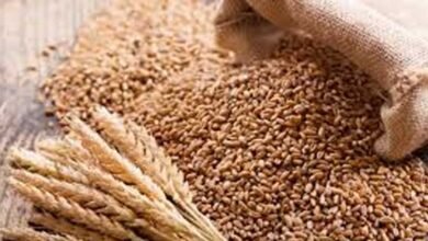 Photo of گندم بحران کا خدشہ، حکومت کا 30 لاکھ ٹن گندم درآمد کرنے کا فیصلہ
