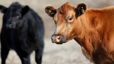 Photo of نیوزی لینڈ کا مویشیوں کے ڈکارنے پر بھی ٹیکس لگانے کا منصوبہ