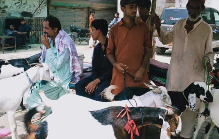 sukkur, cattle market, سکھر، مویشی منڈی