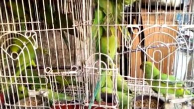 Photo of وائلڈ لائف کی خاموشی، سکھر میں نایاب پرندوں کی غیرقانونی خرید و فروخت جاری